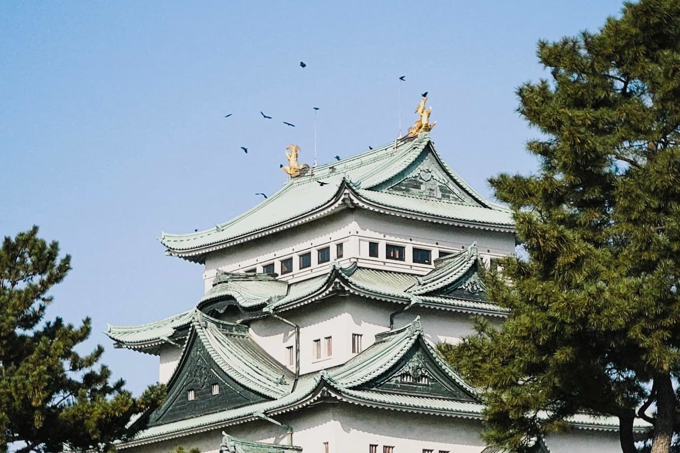 名古屋城の屋根にカラスがたかっている写真、晴れている、松の木が見切れている