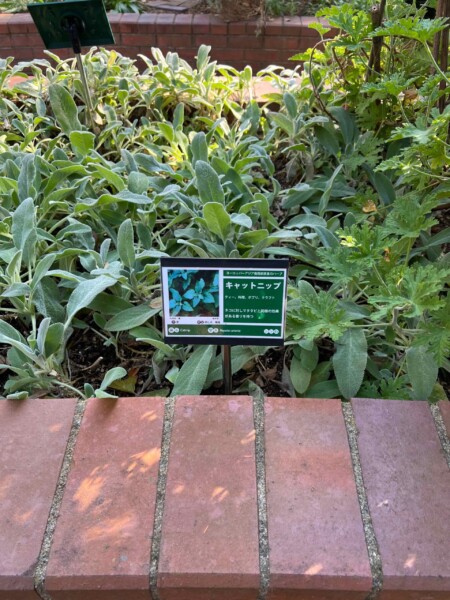 ニットキャップ