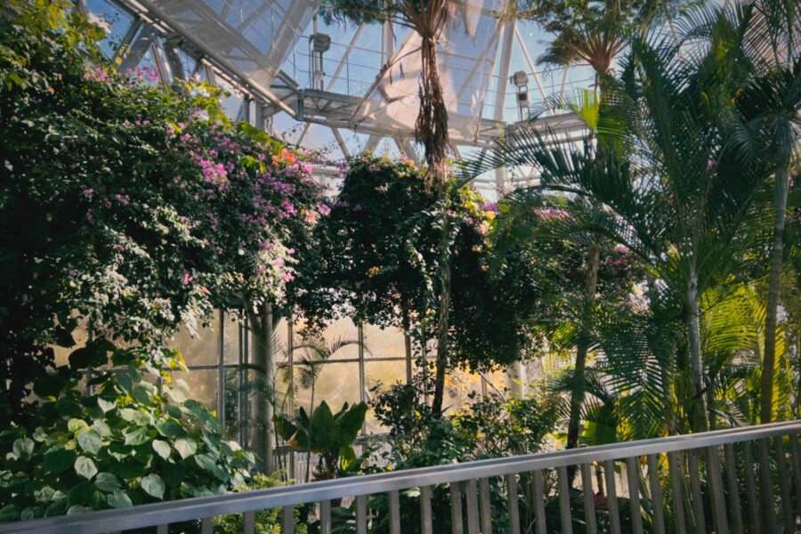 楽園みたいになった温室