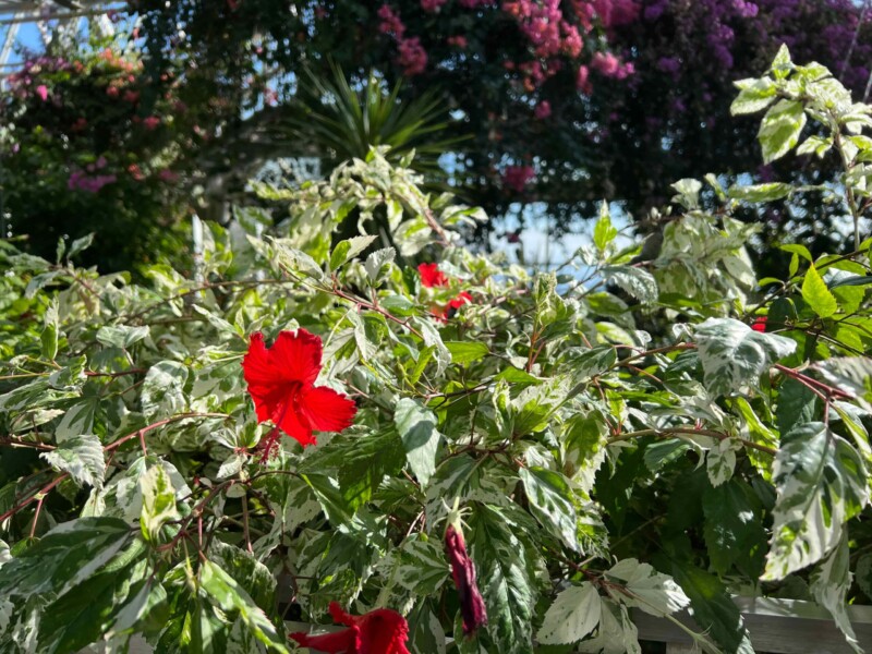 ハイビスカスが咲いていてウケた