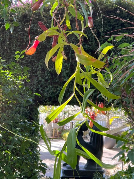 ウツボカズラのみなさ~ん