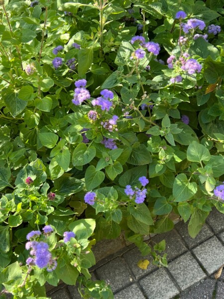 アザミ的な方々